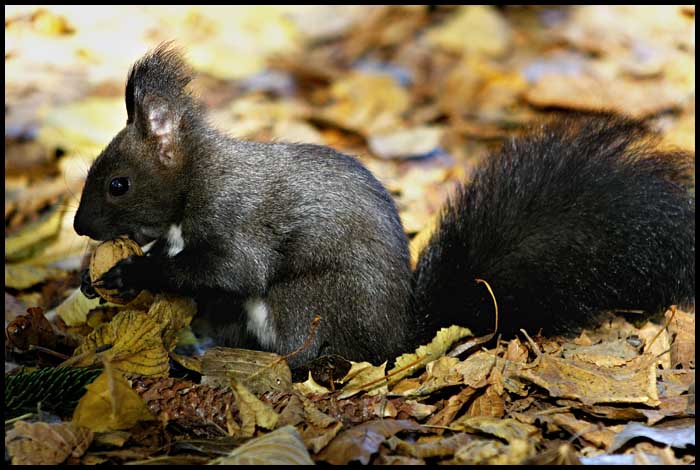 Veverka obecná (Sciurus vulgaris)
