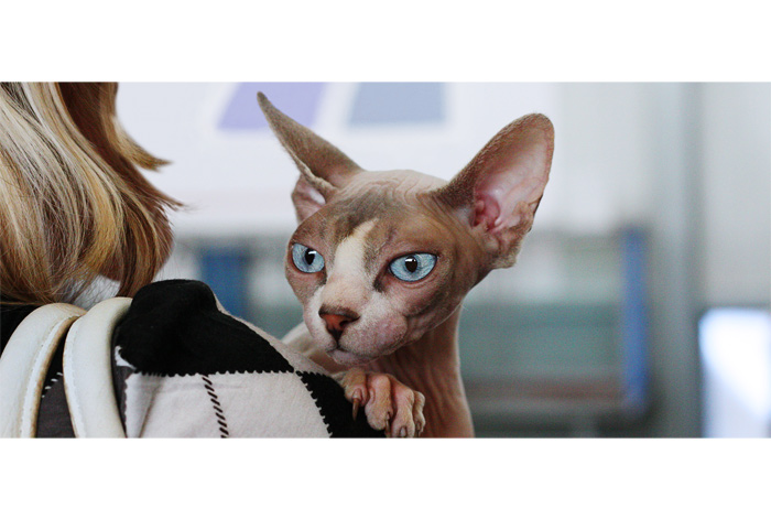 sphynx