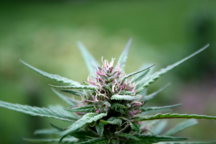 Marihuana- bližší pohled