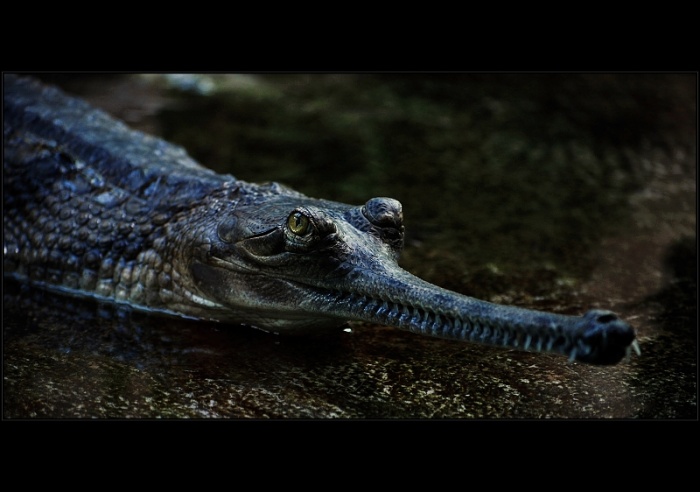 Gavial prazsky