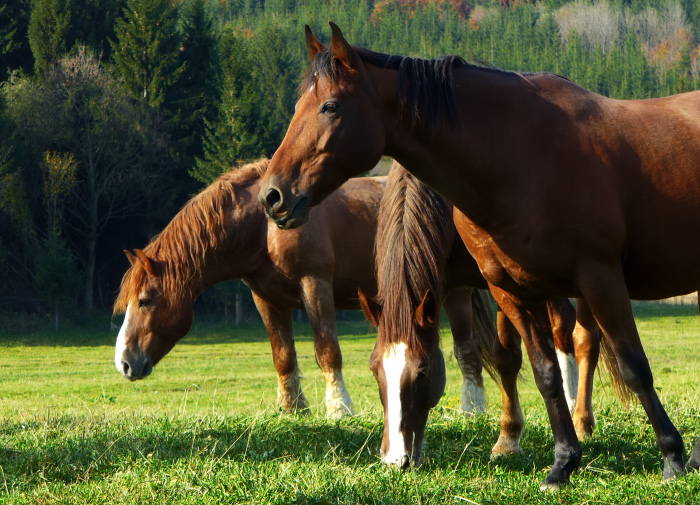 Lúčne trio