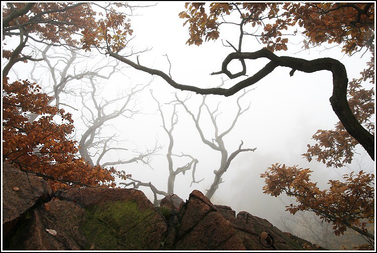Suchá torza v mlze.