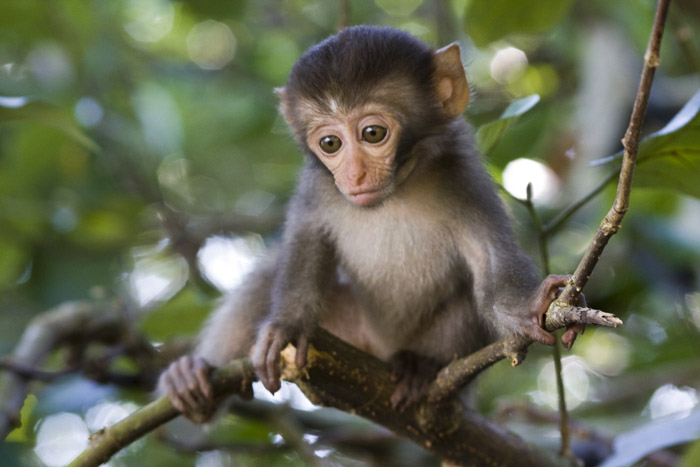 Macaca II.