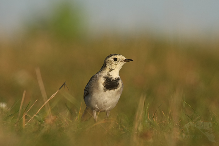 Konipas bílý (Motacilla alba)