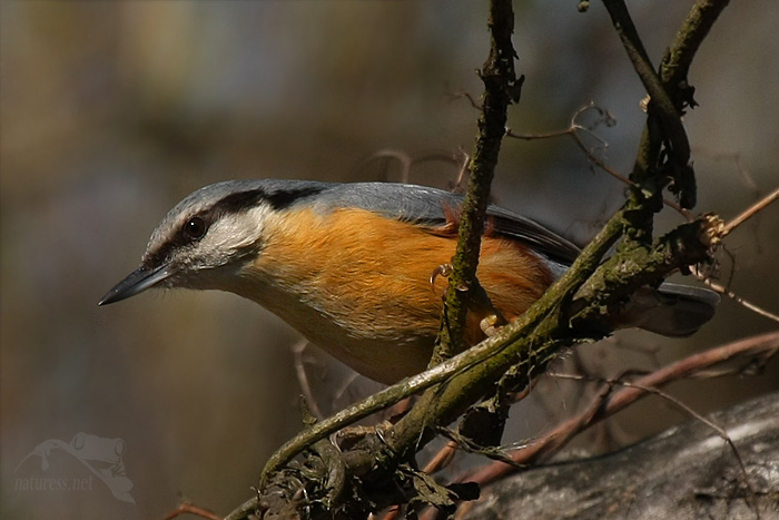 Brhlík lesní (Sitta europaea)