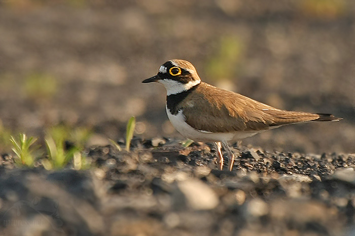 Kulík říční (Charadrius dubius)