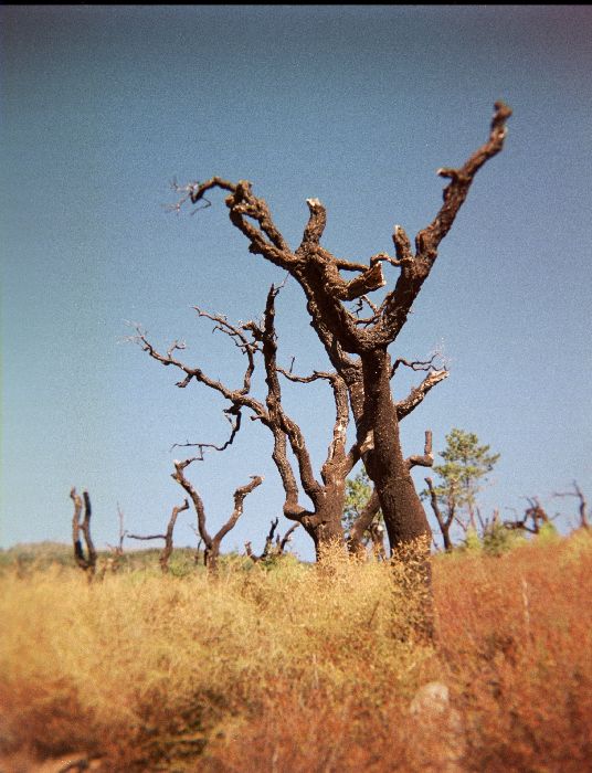 .: Trees :.