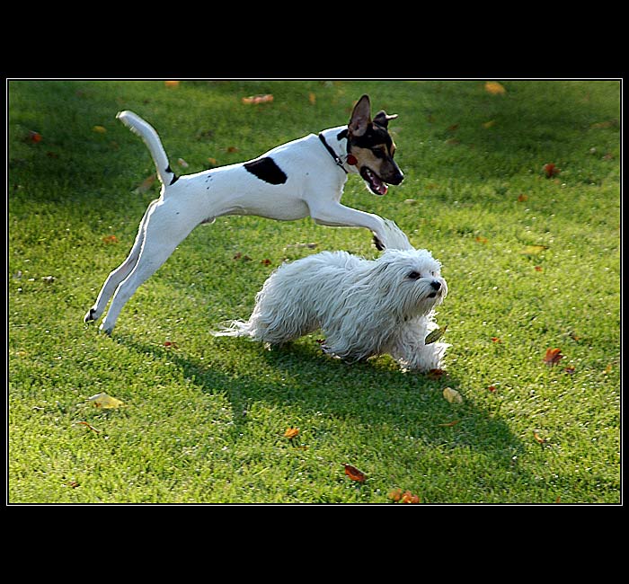 Počkej až tě přeskočím