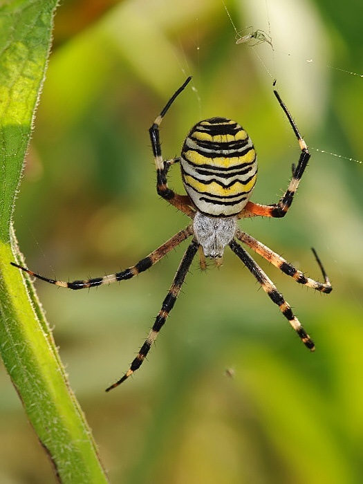 Argiope bruennichi