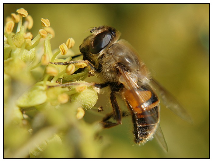vosička na kvetoucím břečťanu