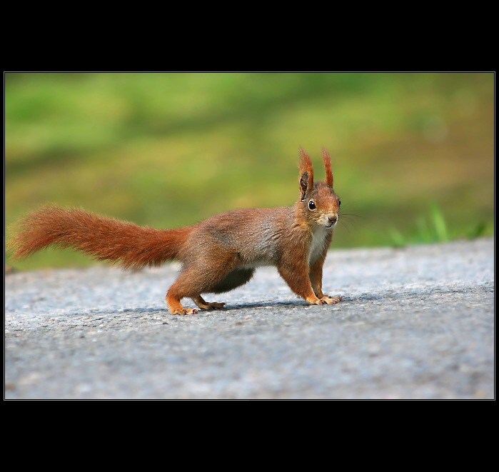 Fox on the road
