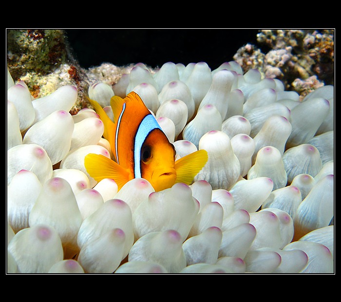 Nemo