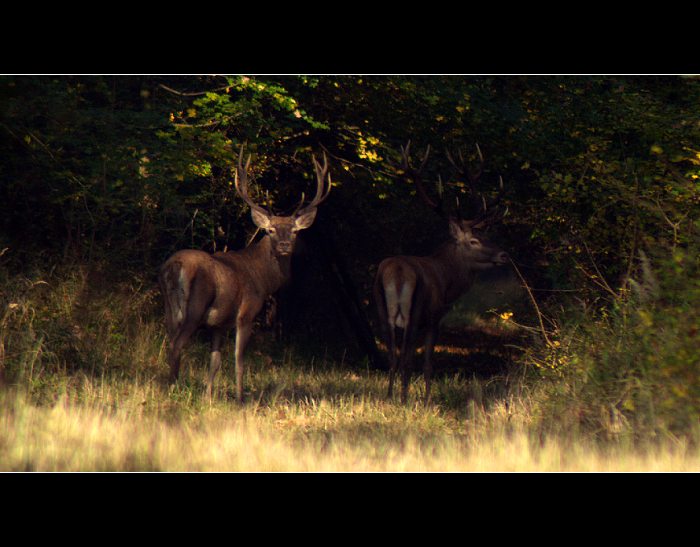 ..::Na procházce II::..