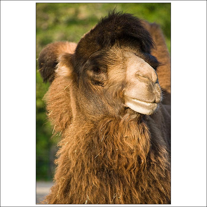 Velbloud dvouhrbý-drabař-Camelus bactrianus/Camelus ferus