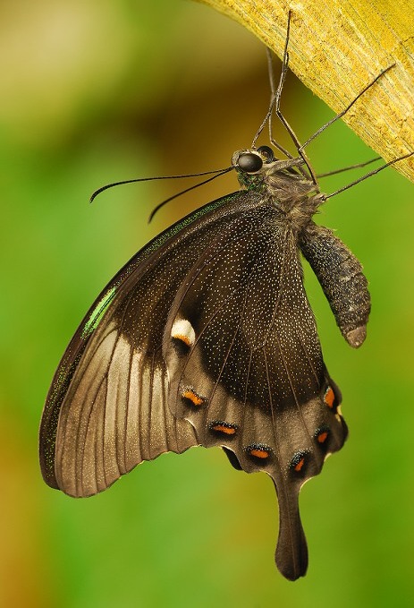 Papilio palinurus