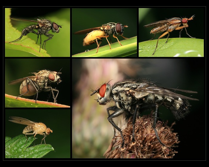 Šest podob mouchy