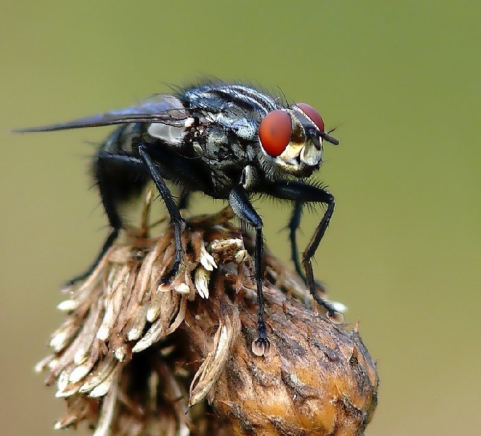Bzučilka červenooká