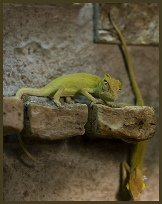 Chameleoni na Kamenačkách