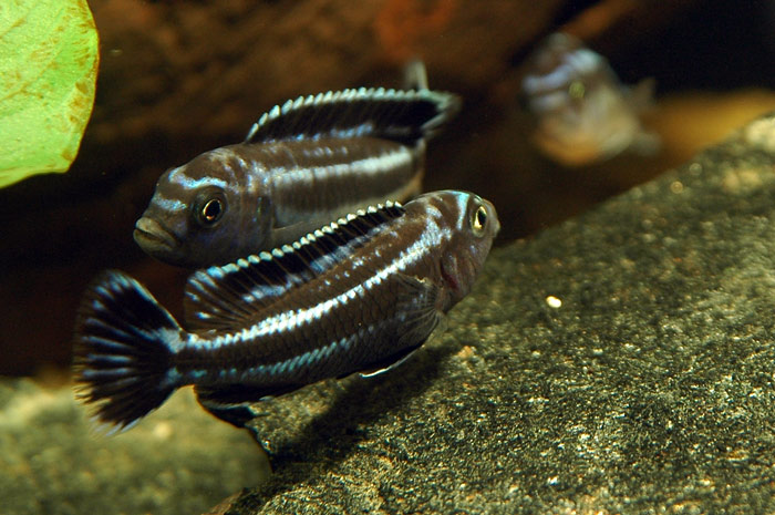 Melanochromis cyaenorhabdos Maingano Island