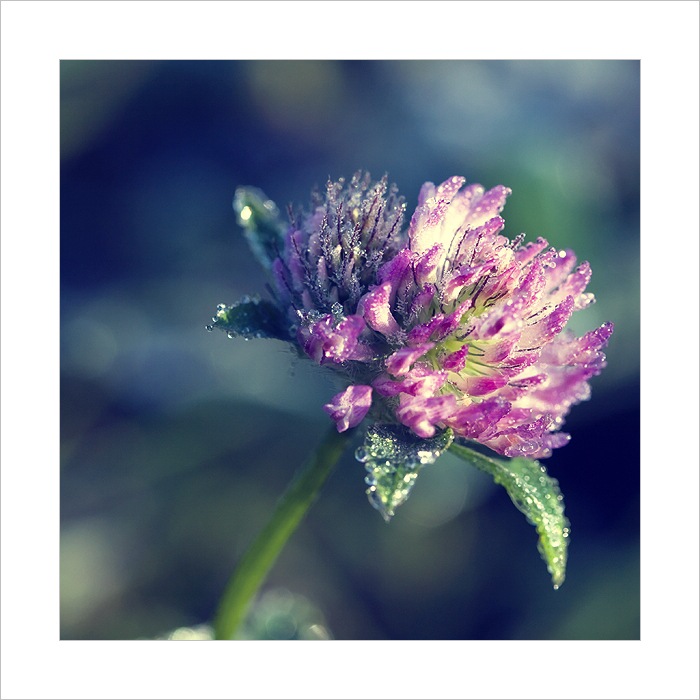 *** Mrazivá II. ***