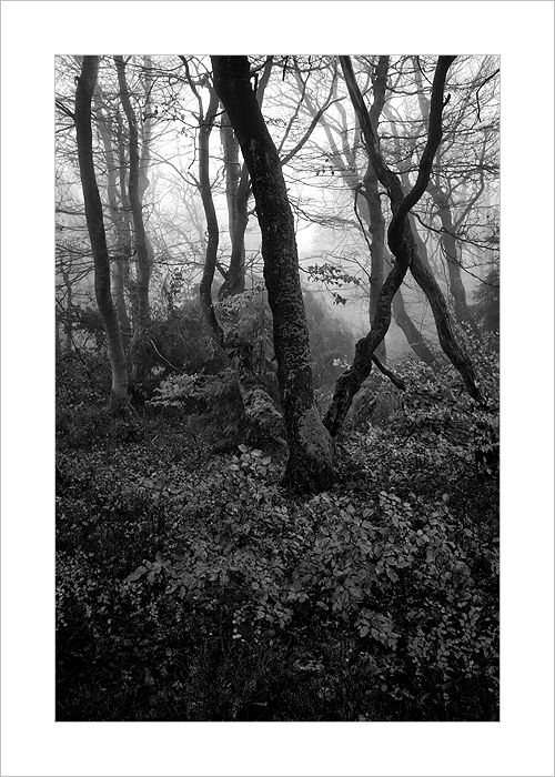 *** Rýchorský prales ***