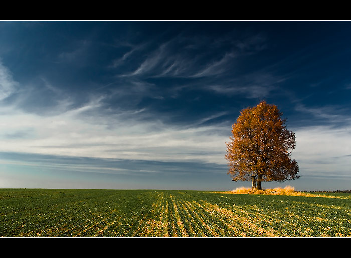 ... a stál tam strom ...