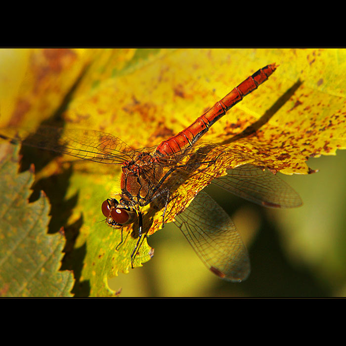 ***POTVŮRKA JEDNA PODZIMNÍ***