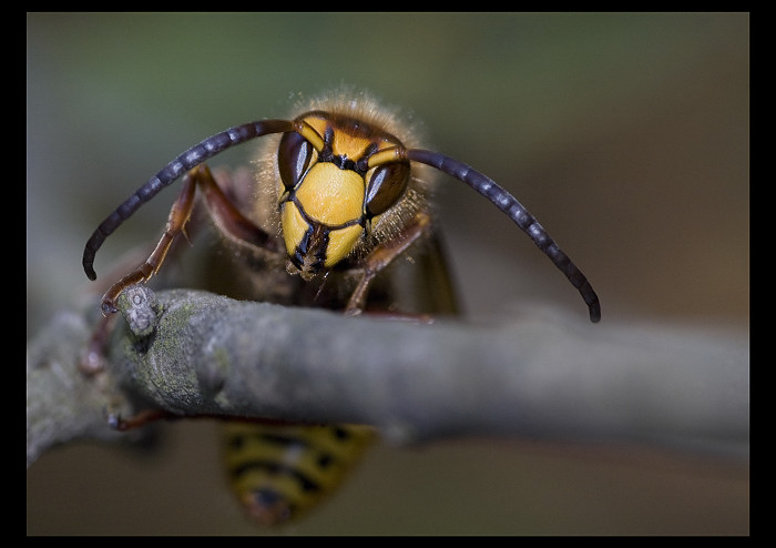 Hornet