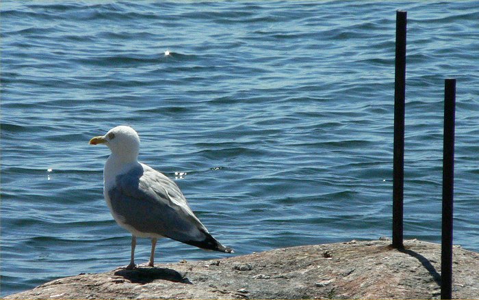 Swerige 2008 - Racek I.