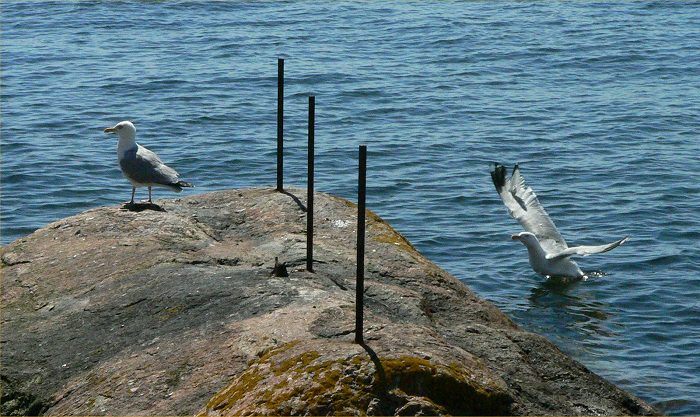 Swerige 2008 - Race k II.