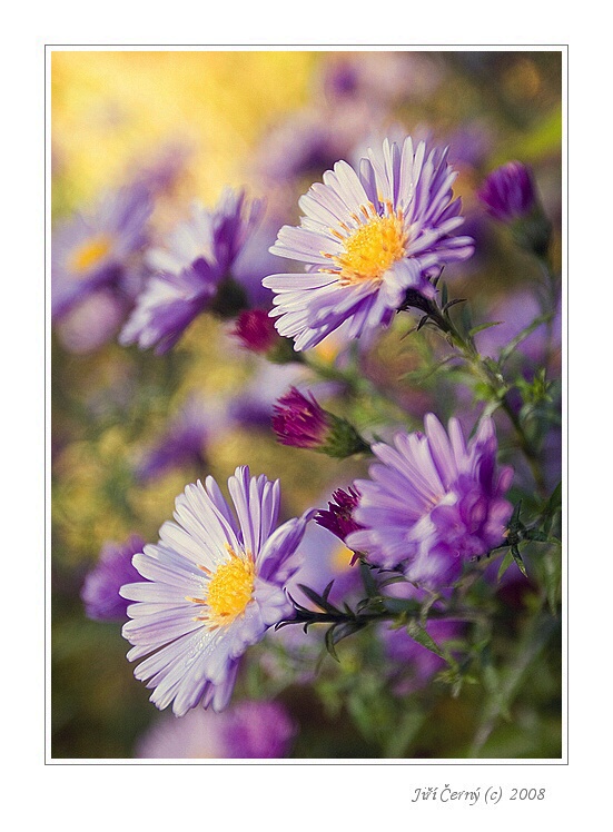 Fialové potěšení ...