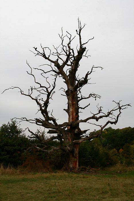 Suchý strom
