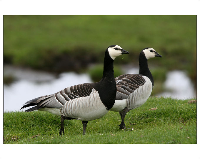 Berneška bělolící