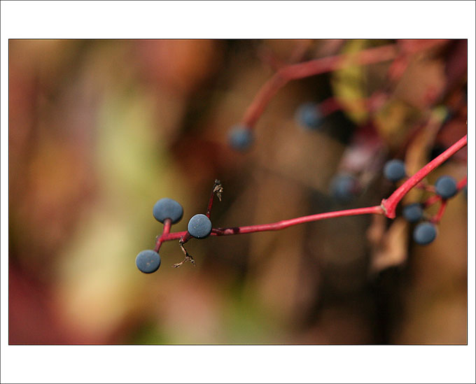 Loubinec pětilistý
