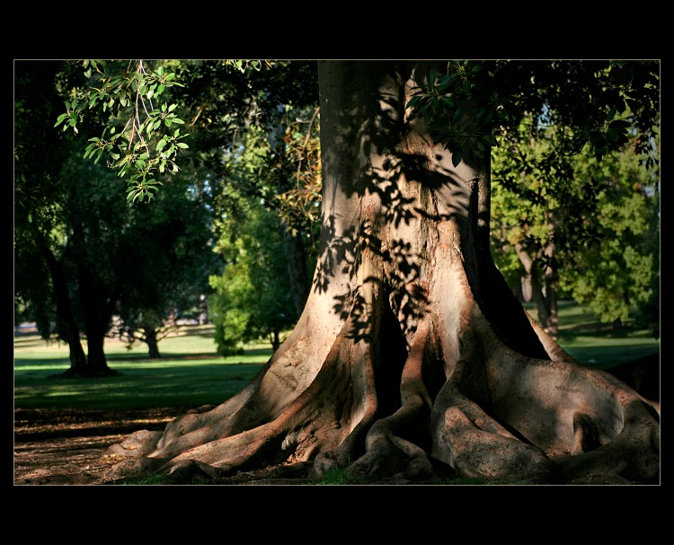 Fikus a stín jeho větvičky