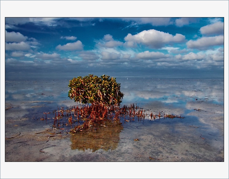 Keříček v oblacích