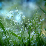 .: ŠMÍRUJEME V TRÁVĚ :.