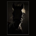 V přítmí stáje...