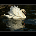 Královna na Vltavě