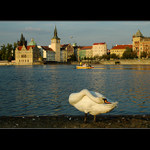 Labuť ze Slovanského ostrova