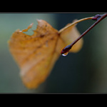 Dnes ráno po dešti