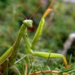 Já ti poškrábu objektiv!!!:-)