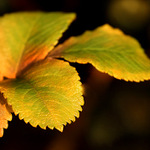 Podzimní usínání