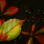 Podzimní hýření.