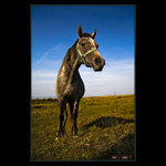 Kôň pri jazere Neusiedler See 01