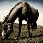 Kôň pri jazere Neusiedler See 02