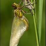 Libellula depressa