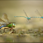 Nálety na konkurenci