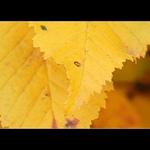 Listovka žlutá - listos žlutákos