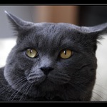 Tuto šelmu sme stražili